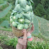 I AM AN IGOROT FARMER By Lemun Sacla