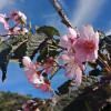 Benguet's Cherry Blossoms Start to Bloom