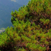 26,000 Signatures Urge Duterte To Save Philippine Pine Tree - OpEd
