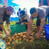 Benguet Farmers Double Yield Using Canadian Potato Seeds