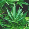 P63.3-M Worth of Marijuana Discovered in Kalinga