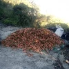 A Farmer From Bauko, Mountain Province Has Unloaded His Carrots in Saddle, Atok, Benguet Para...